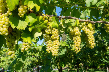 Bunches of white wine muscat grapes ripening on vineyards near Terracina, Lazio, Italy