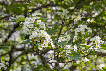 White blooming of hawthorn tree with green leaves is in a park in spring