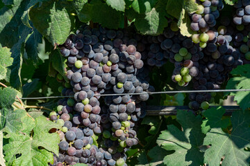 Bunches of red wine merlot grapes ripening on vineyards near Terracina, Lazio, Italy