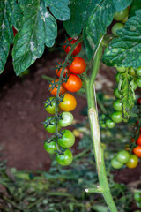 Growing of red salad or sauce tomatoes in greenhouses in Lazio, Italy