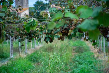 Fototapeta na wymiar New harvest of ripe green kiwi fruits in orchard