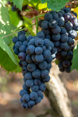 Bunches of red wine merlot grapes ripening on vineyards in Campo Soriano near Terracina, Lazio, Italy