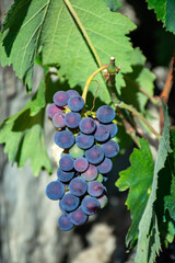 Bunches of red wine merlot grapes ripening on vineyards in Campo Soriano near Terracina, Lazio, Italy