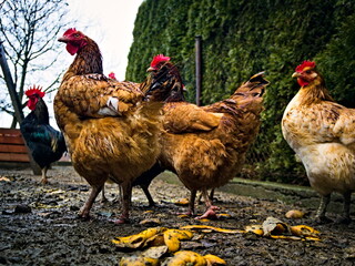 Laying hens in the home garden