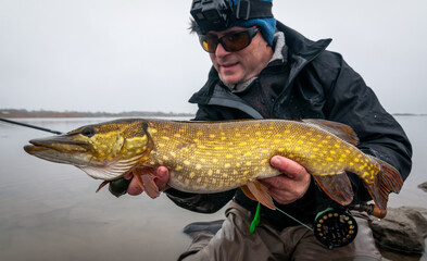 Winter pike on fly rod - 478583878