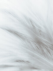 Beautiful abstract black feathers on white background, soft white feather texture on white texture...