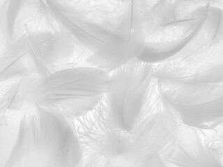 Beautiful abstract black feathers on white background, soft white feather texture on white texture pattern, dark theme wallpaper, gray feather background, gray banners, white gradient