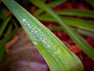 The leaves of the Carolingian garden yucca covered with drops of water (Yucca filamentosa) 