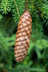 Nature background, evergreen fir free with brown cones drowing in mountains