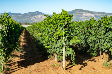 Fototapeta na wymiar Bunches of white wine muscat grapes ripening on vineyards near Terracina, Lazio, Italy