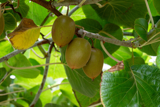 New harvest of ripe green kiwi fruits in orchard