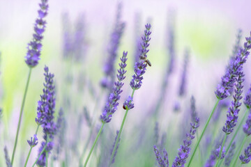 lavender field, organic agriculture 