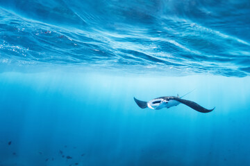 Underwater view of hovering Giant oceanic manta ray ( Manta Birostris ). Watching undersea world...