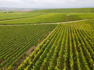 View on green pinot noir grand cru vineyards of famous champagne houses in Montagne de Reims near Verzenay, Champagne, France