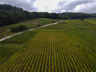 View on green pinot noir grand cru vineyards of famous champagne houses in Montagne de Reims near Verzenay, Champagne, France