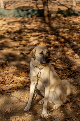 World famous Sivas Kangal dog 15 month old female puppy in Turkey