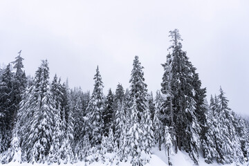 winter forest in the snow