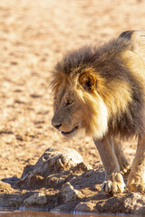 Male Lion in the Kgalagadi