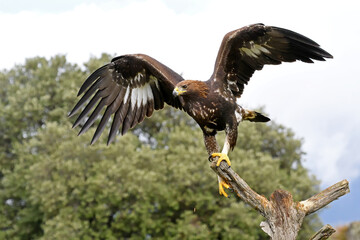 Aquila reale, l'involo