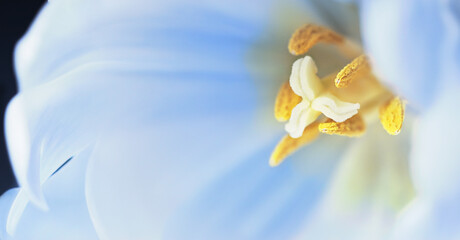 Fototapeta na wymiar Macro tulip flower. Close up of pistil and stamens. Greeting card, minimal style, space for text. Shallow DOF, selective focus.
