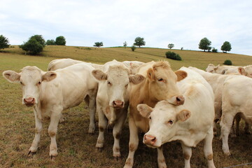 Fototapeta na wymiar Kühe auf der Weide 