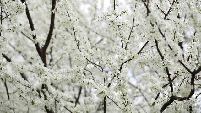 Close-up view 4k stock video footage of beautiful blooming with cute small delicate white flowers branches of fruit trees growing in suny spring garden outdoors