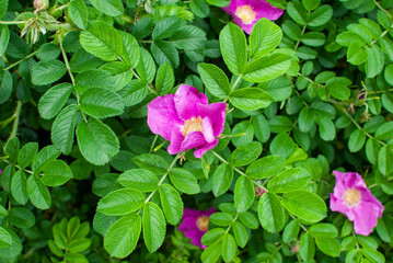 pink rosehip flower with beautiful green leaves