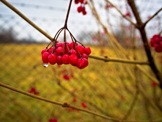 The fruits of the coral viburnum