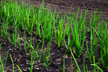 plantation of green young onions on the bed, agriculture, spring. High quality photo