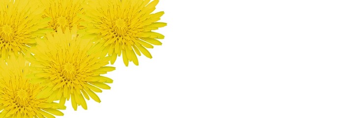 valentine yellow background dandelions yellow flowers