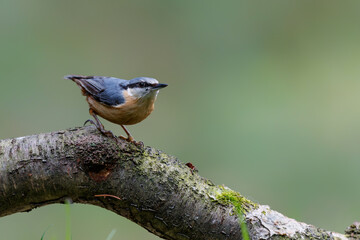 The Eurasian nuthatch or wood nuthatch (Sitta europaea) sitting in the forest in the Netherlands with a nice background
