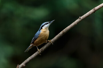 The Eurasian nuthatch or wood nuthatch (Sitta europaea) sitting in the forest in the Netherlands with a nice background