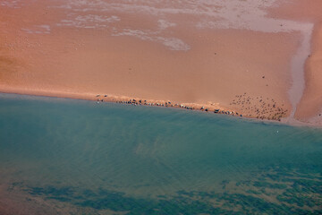 Seals on a Beach Prince Edward Island Canada