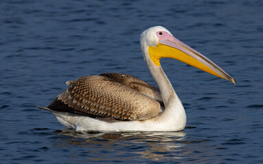 Beautiful Dalmatian Pelican bird swimming in lake with incredible blue water.