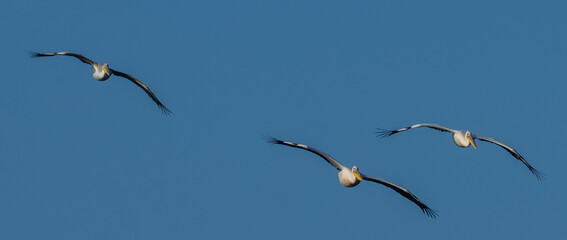 Three big beautiful pelicans flying on blue sky