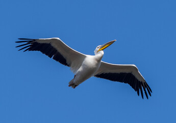 Fototapeta na wymiar Big beautiful pelican flying on blue sky