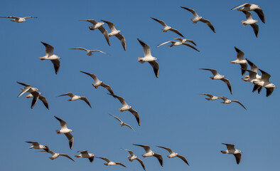 Seagulls flying in the sky over the seaport