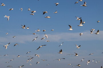 Fototapeta premium Seagulls flying in the sky over the seaport