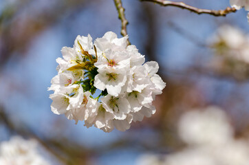 Cherry blossom details near the Nishiki River in Iwakuni, Japan.