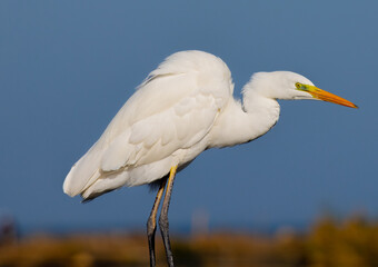 Ardea alba, common egret, large egret, great white egret, great white heron