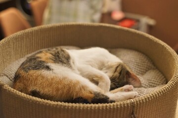 sleeping cat
