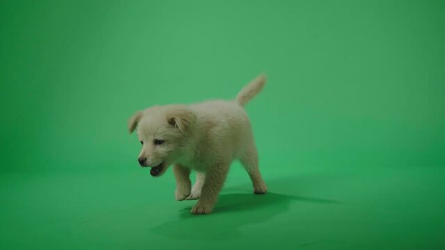 Full View Of A Cheerful White Dog Enjoy Playing In The Green Screen Studio
