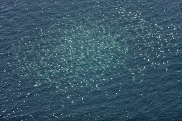 Gannets Diving for Fish Prince Edward Island Canada