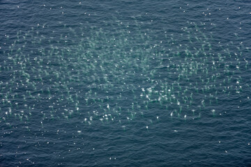 Gannets Diving for Fish Prince Edward Island Canada