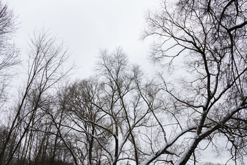 Branches of black bare trees against white sky