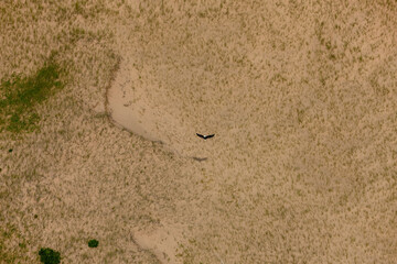 Fototapeta premium Eagle in Flight Prince Edward Island Canada