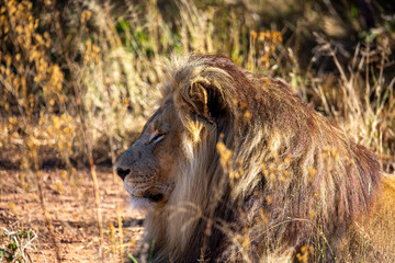 Side Profile Shot of Lion in Africa