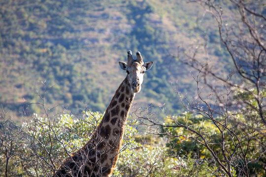 Portrait of Giraffe in Africa