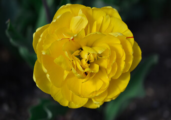 yellow flower close up