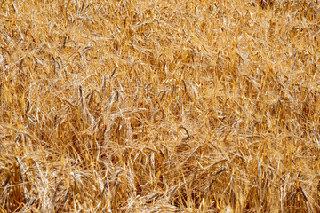 wheat fields in summer in Tuscany
